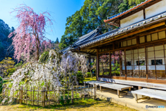 大野寺の桜