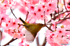 片ウィング
