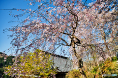 如意輪寺の桜