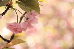 優雅な桜