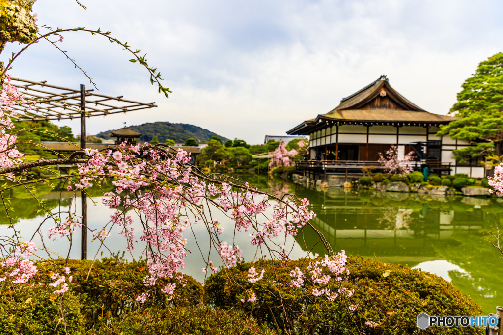 神苑の栖鳳池（１）