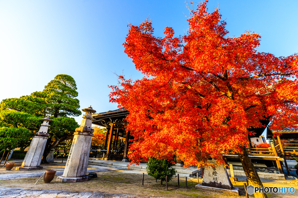 妙顕寺の紅葉