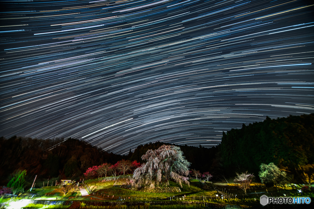 星グルグル又兵衛桜Ⅱ