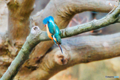 ウェイブライダー