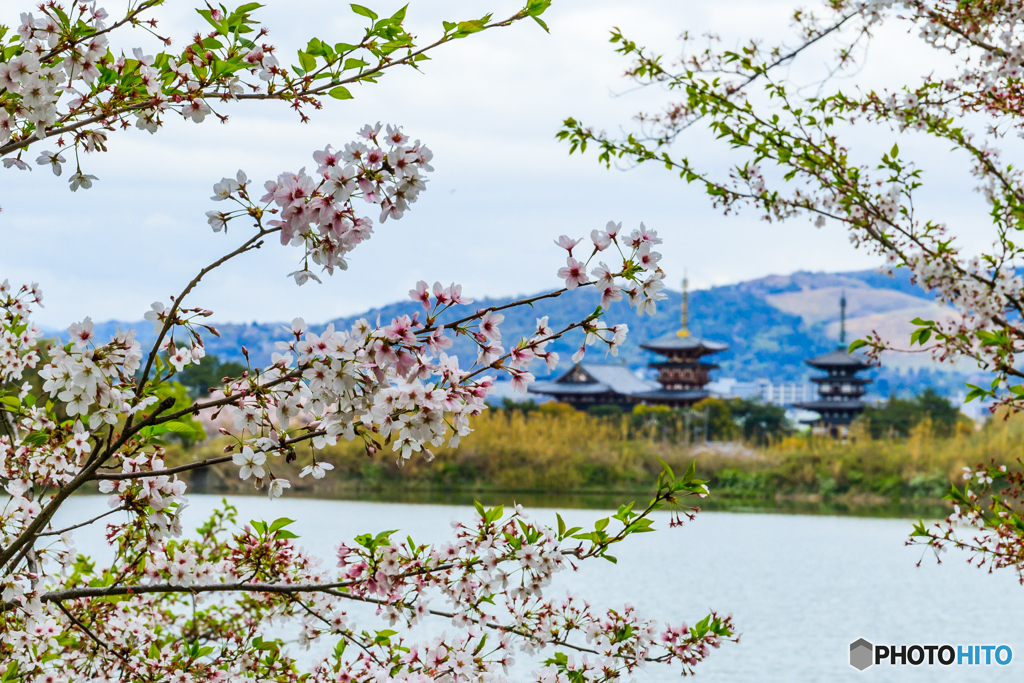 薬師寺と桜たちⅢ