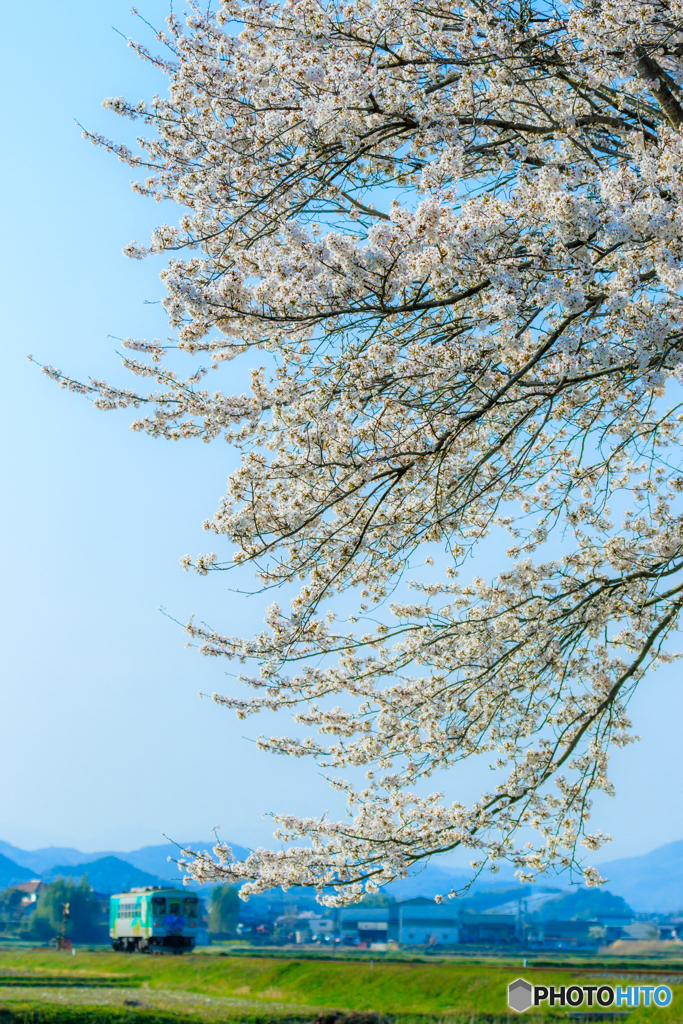 桜シーズンの鉄道