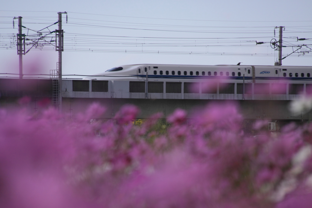 萌える新幹線