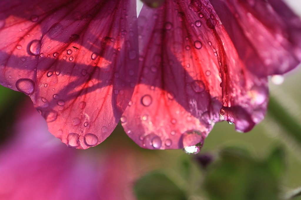 雨のあと