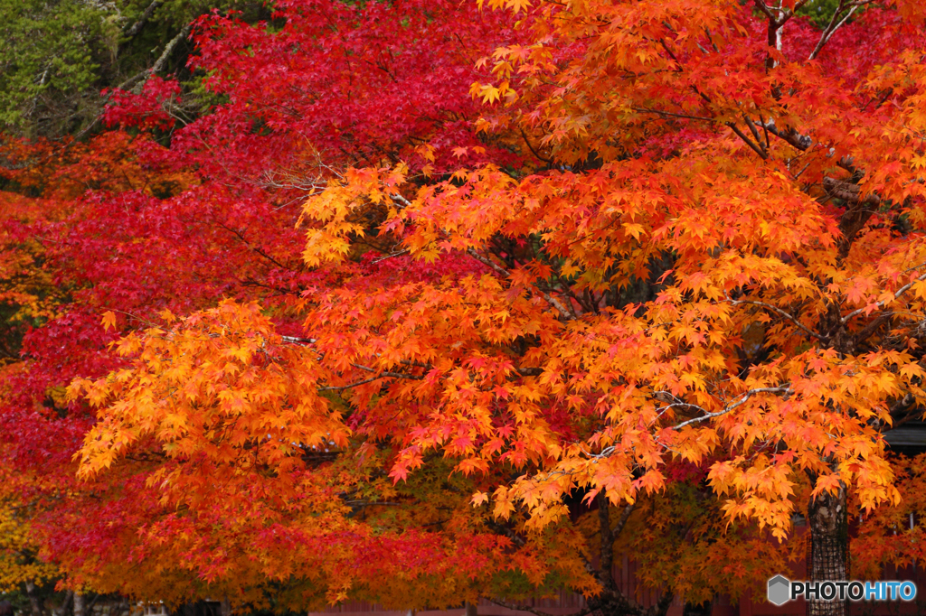 神護寺の紅葉