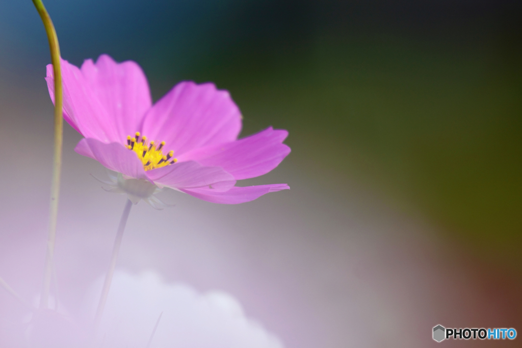 秋桜のときめき