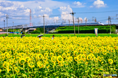 太陽に背を向けて