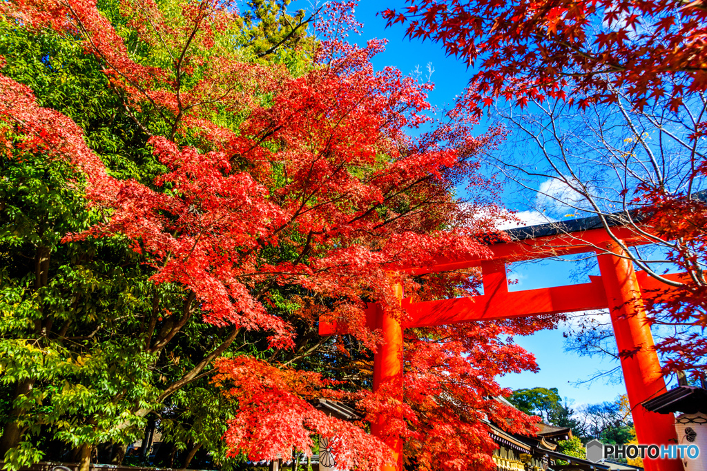 下鴨神社の鳥居