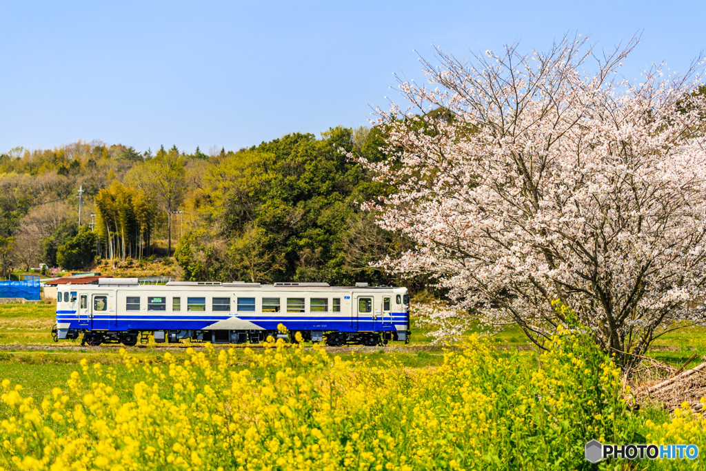 春の彩り鉄道