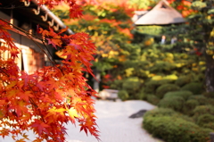 椛と金福寺