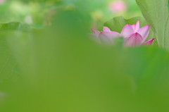 Pink in green