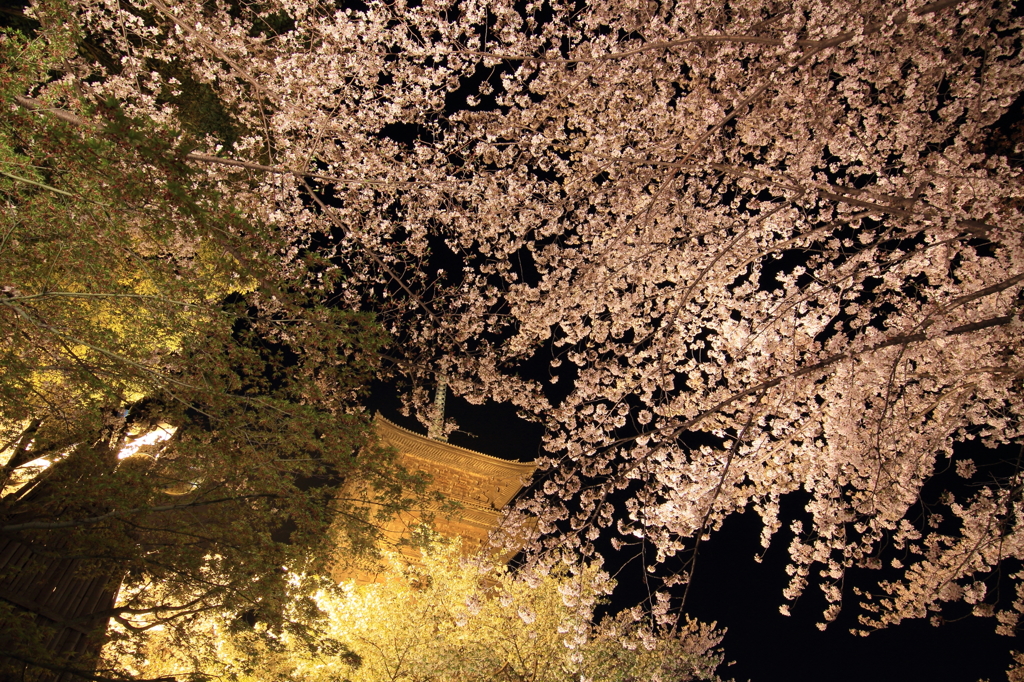 夜桜の大波