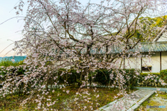 松源院の桜Ⅱ