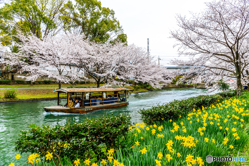 春の花畑を快走