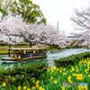 春の花畑を快走