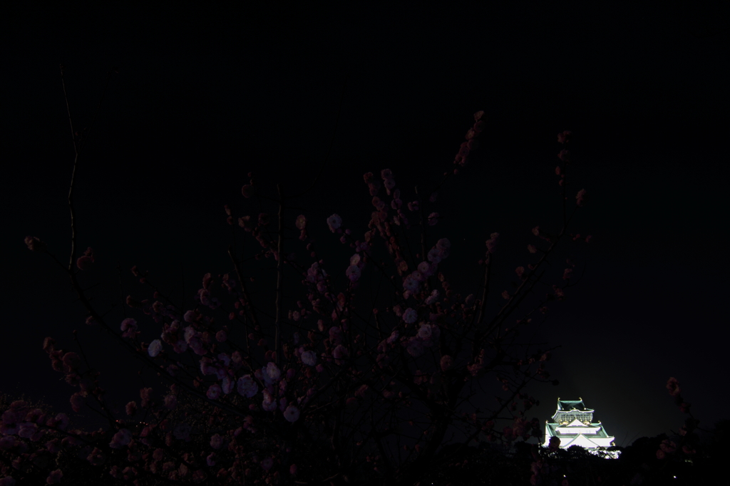 闇夜の梅林