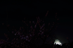 闇夜の梅林