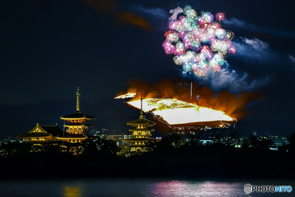彩色千輪菊2020