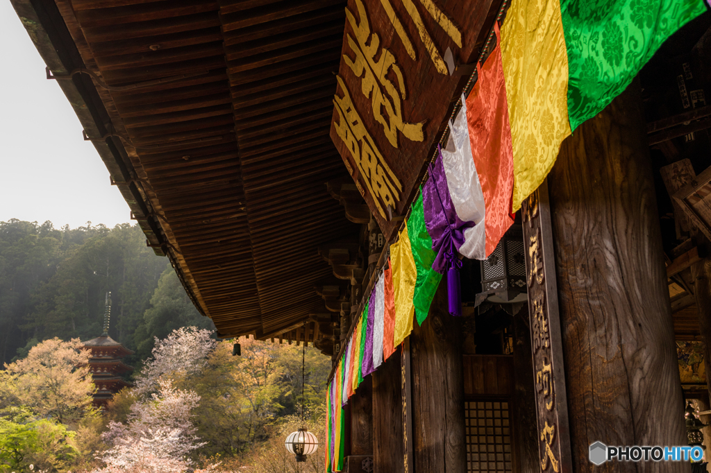 長谷寺の春