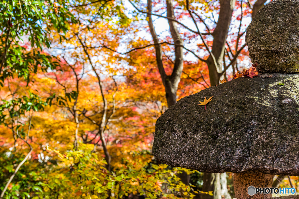 常寂光寺の落葉③