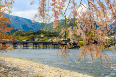 渡月橋と枝垂れ桜