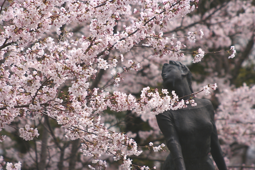 桜と舞う