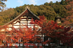 モミジの永観堂