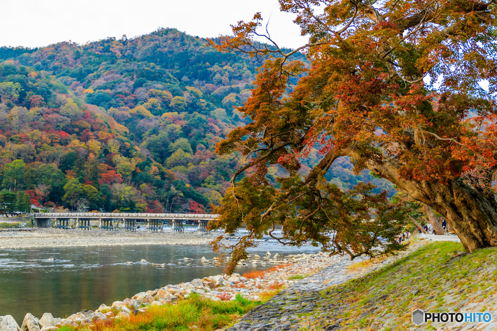 定番の渡月橋