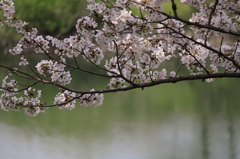 宇治川と桜