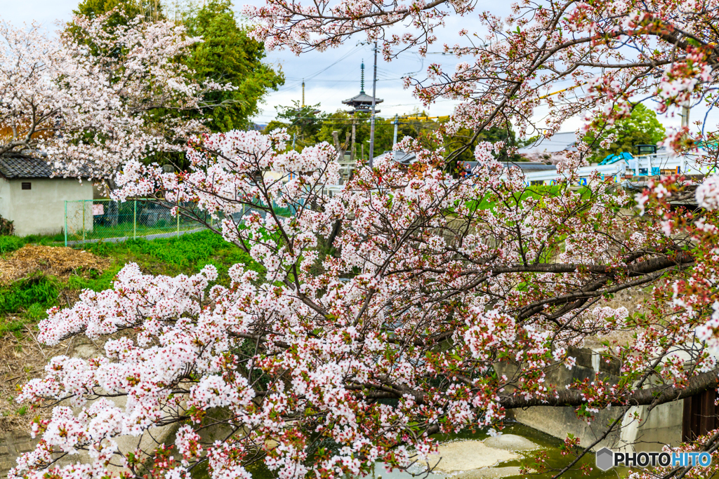 薬師寺と桜たちⅥ