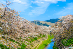 若草山と桜並木