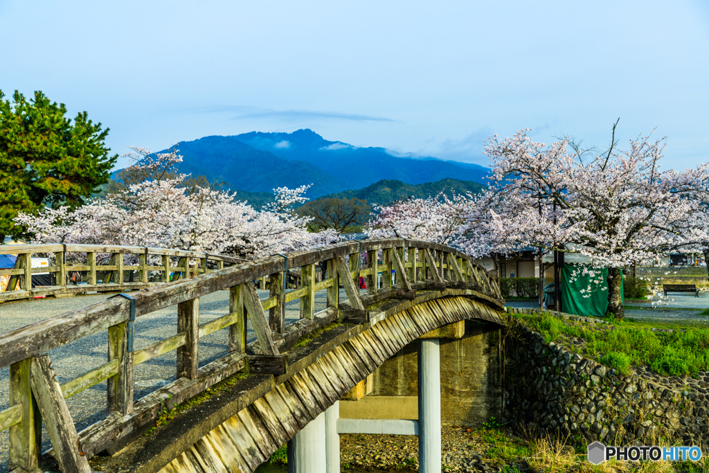 中ノ島橋と桜