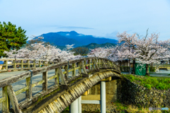 中ノ島橋と桜