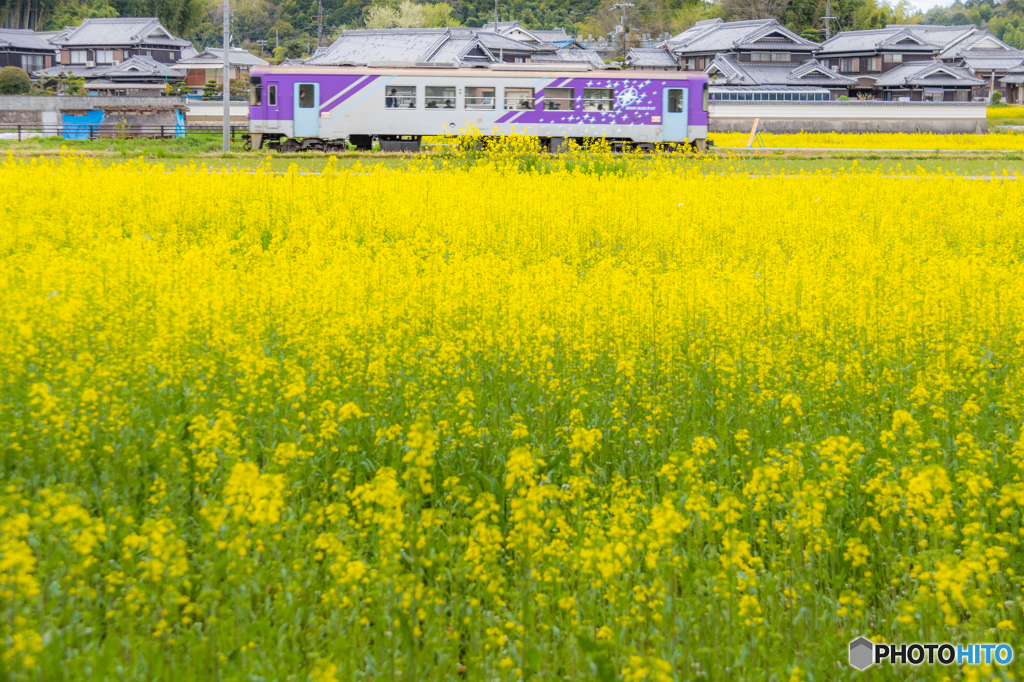 春風景を快走