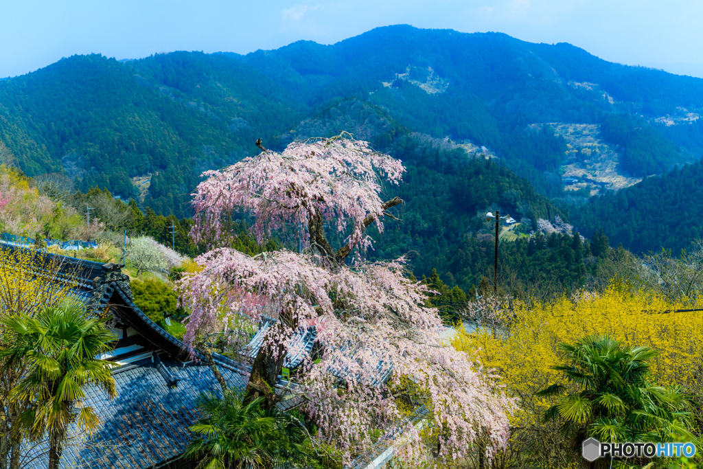 光専寺のシダレ桜