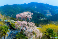 光専寺のシダレ桜