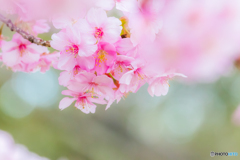 春呼ぶ河津桜