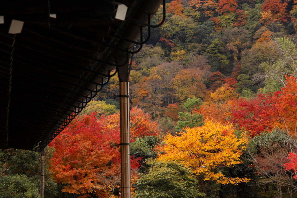 天龍寺の彩り