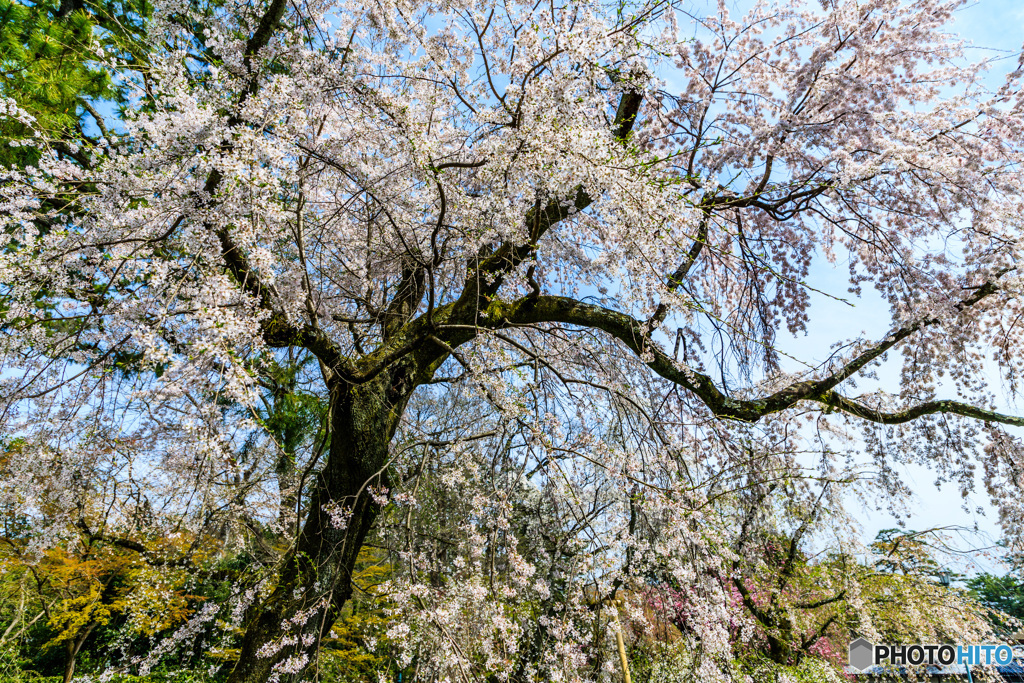 近衛邸跡の桜