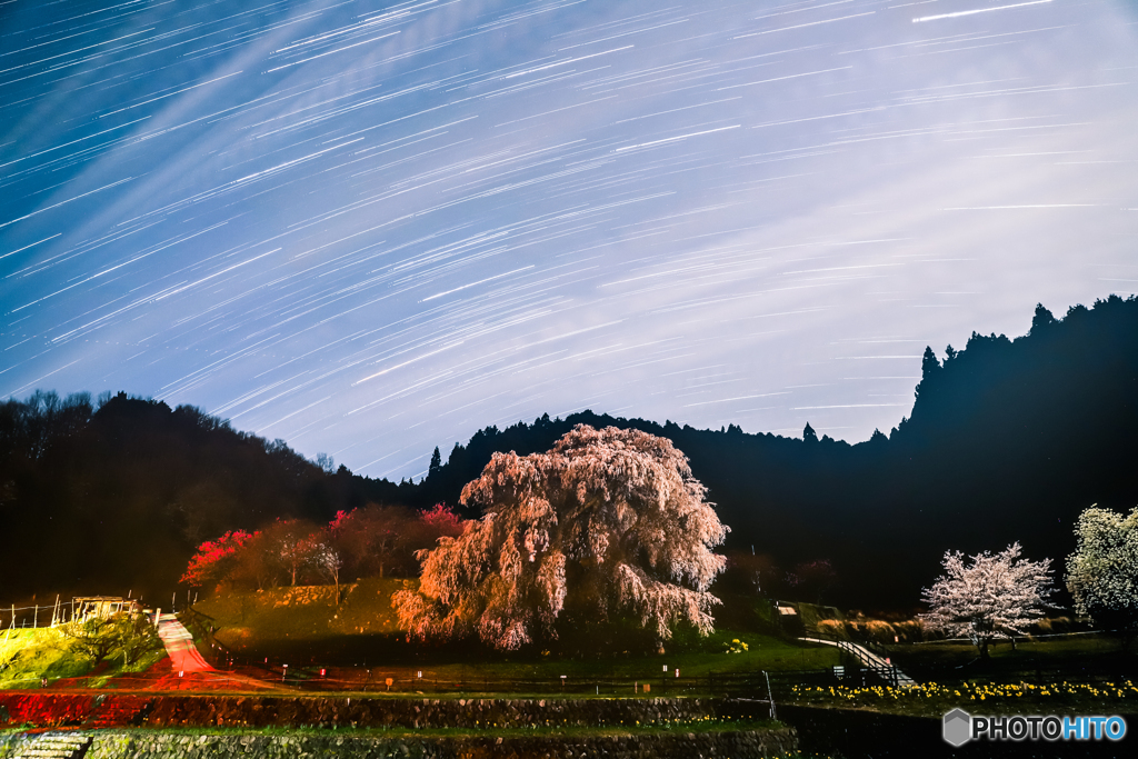 明雲の又兵衛桜