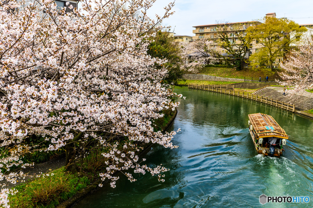 伏見の桜コーナー