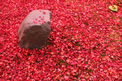 紅い絨毯