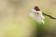 一花翳して