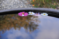 秋の水上花