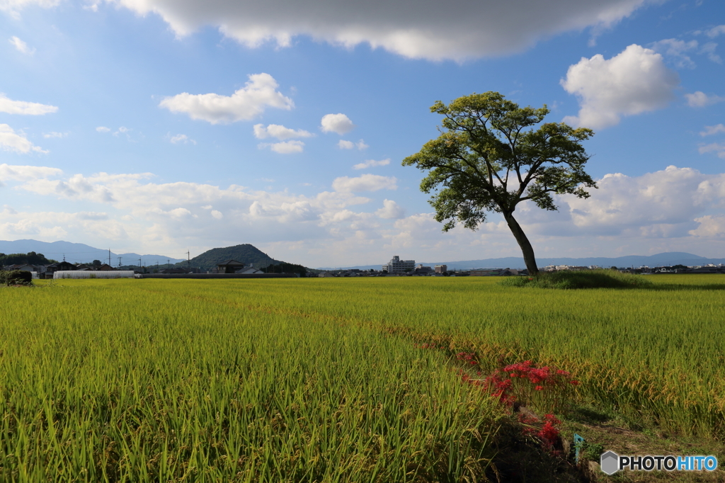秋の古宮土壇