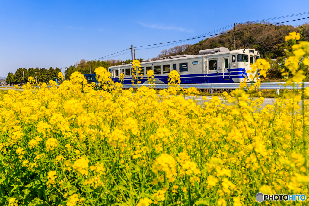 菜の花沿線